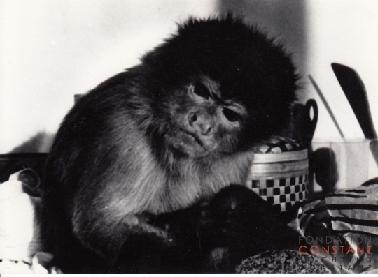 Constant his Monkey Boumi.