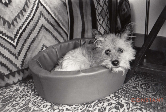 Tikus sitting in his basket