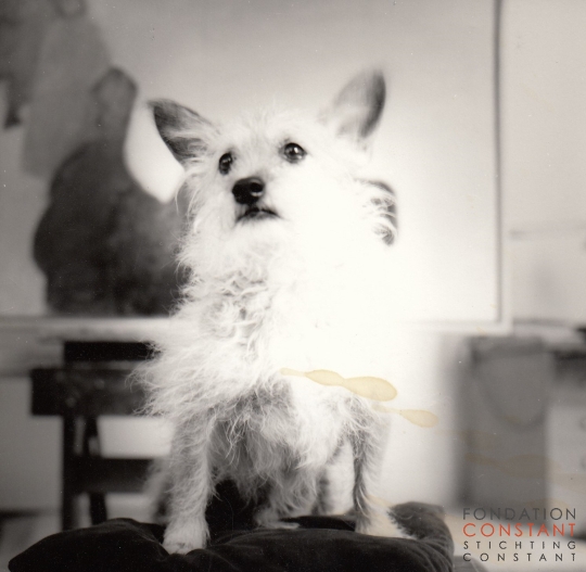 Constant his dog, Tikus.