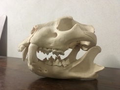 Lion's skull Photo Kim van der Horst
