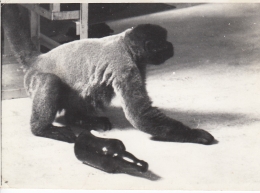Constant and his pet monkey Boumibol (Boumi) at home, ca 1964.