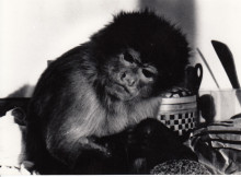 Constant his Monkey Boumi.