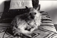 Tikus lying on the bed