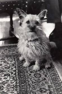 Tikus sitting on the ground